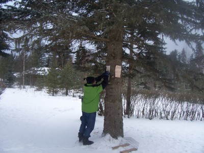 Småfåglarna ska ha sitt