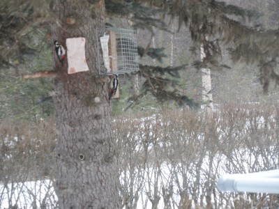 Hackspetternas festmåltid