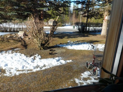 KOltrasten har anlänt