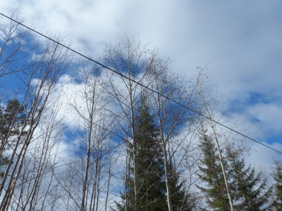 Alhängen högt mot skyn.