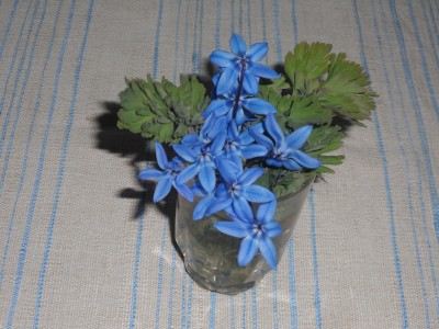 Vårens första blåsippor