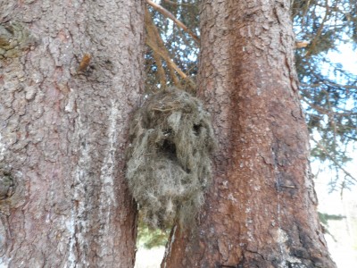 En "gubbe" har dykt upp mellan stammarna