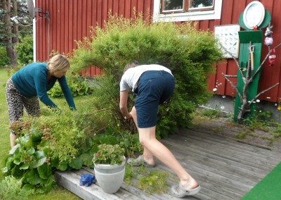 En buske behöver ansas