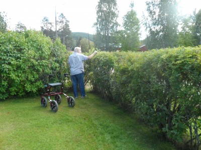 En sista putsning av häcken