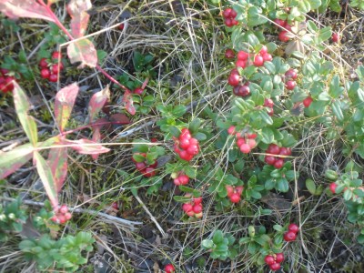 Lingontuvorna lyste röda