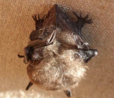 En trött Fladdermus