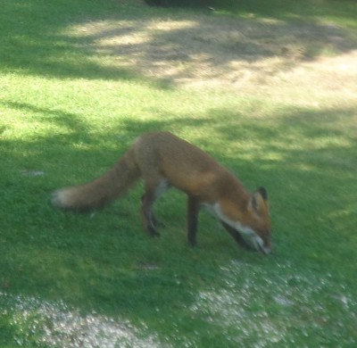 Mickelräv vågade sig fram .