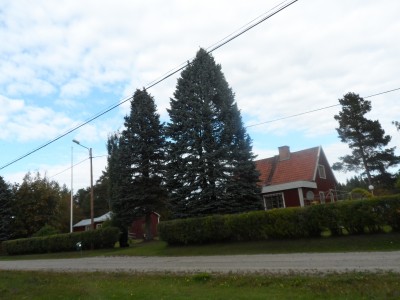 Våra stora stolta granar.