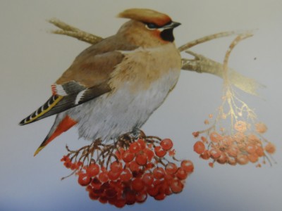 Sidensvans - mätt nöjd och belåten.