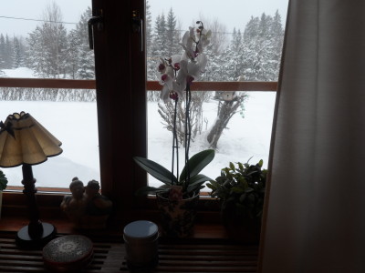 Orkiden pryder sin plats´ Tack Mona !