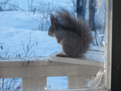Kurre mår gott i solen