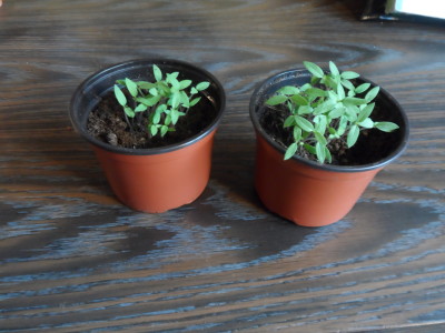 Plantor från en tomatskiva ?