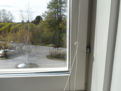 Dålig bild, men ser ni kon ?