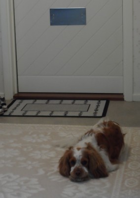 Rocky på besök, längtar nog till Holafors